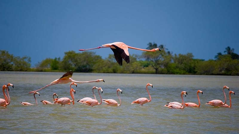 SFF Los Flamencos Rosados