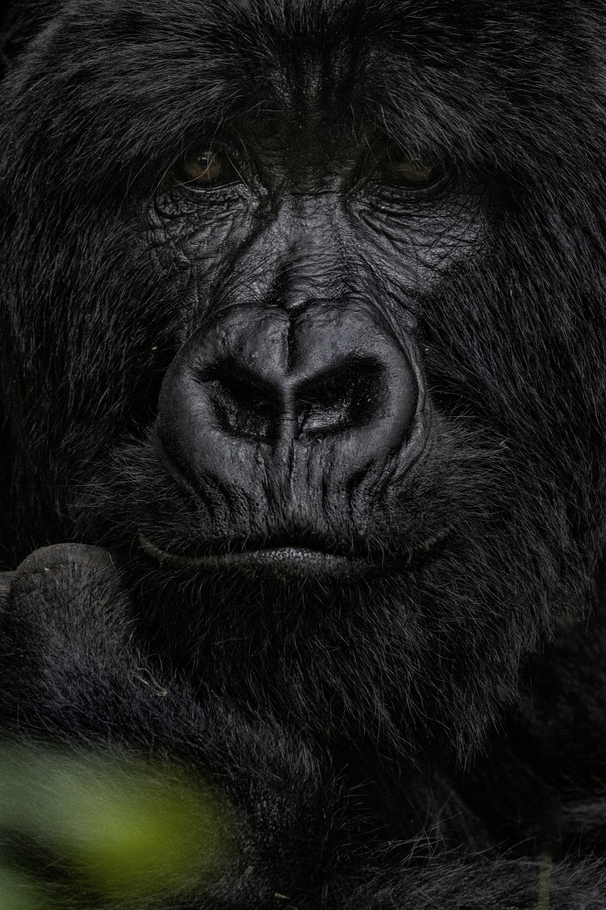 Mountain Gorilla