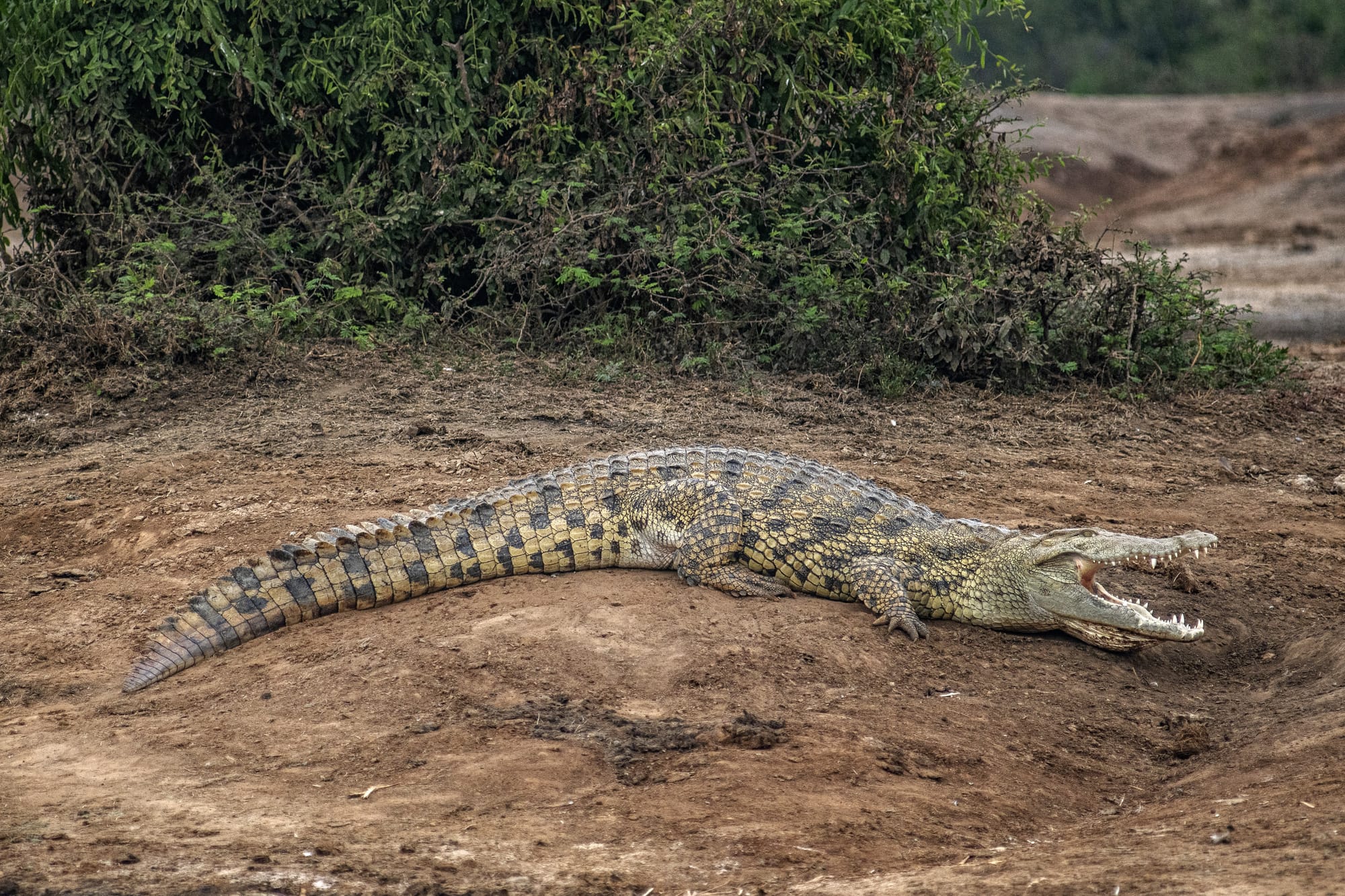 Ugandan crocodile