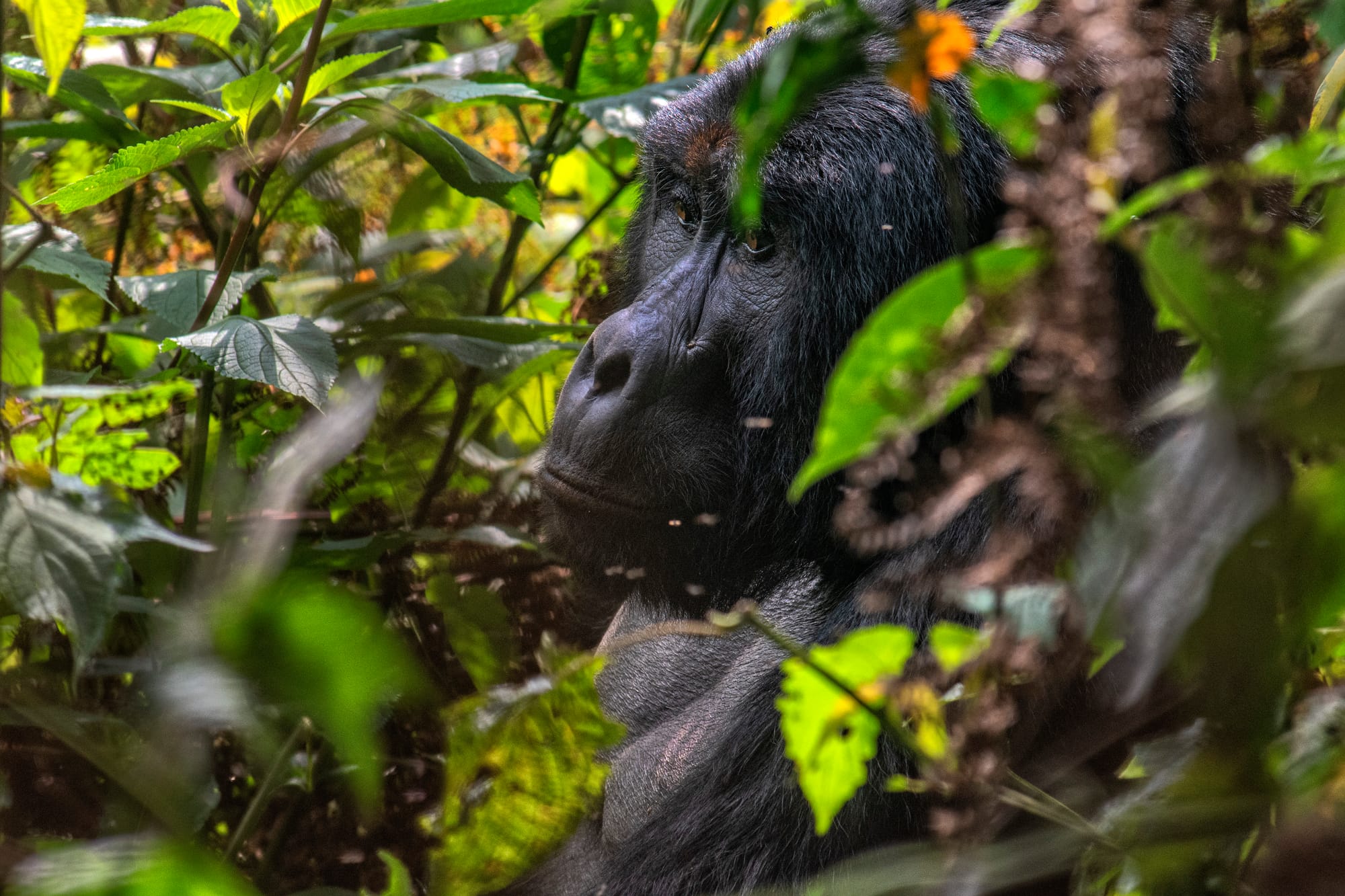 Mountain Gorilla