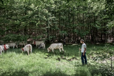 TRANSHUMANCE image