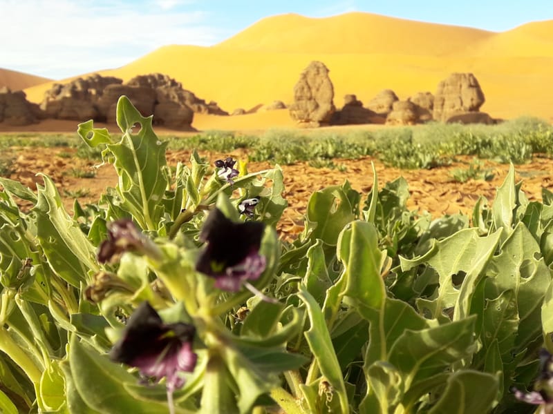 اجمل الاماكن السياحية في تاسيلي نازجر