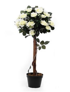 Potted Cream Rose Tree 92cm