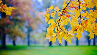 A Testimony of Hope - Coming Soon!