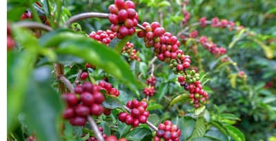 ¿POR QUÉ BEBER CAFÉ REDUCE EL RIESGO DE DIABETES?