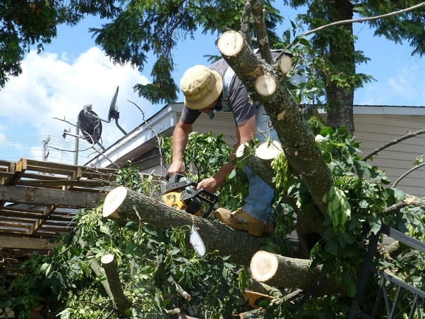 Tree Removal