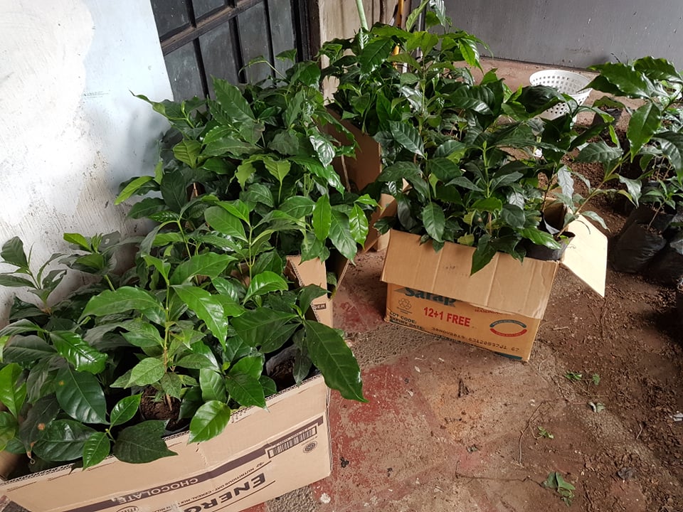 Coffee seedling planted for the future