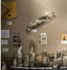 Explore the Male Genital Museum in Iceland