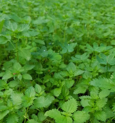 האם חשבתם אי פעם לעצור לידו ולתת בו מבט נוסף?