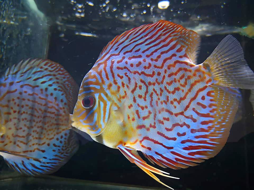 Discus | Atlantide Pet Shop