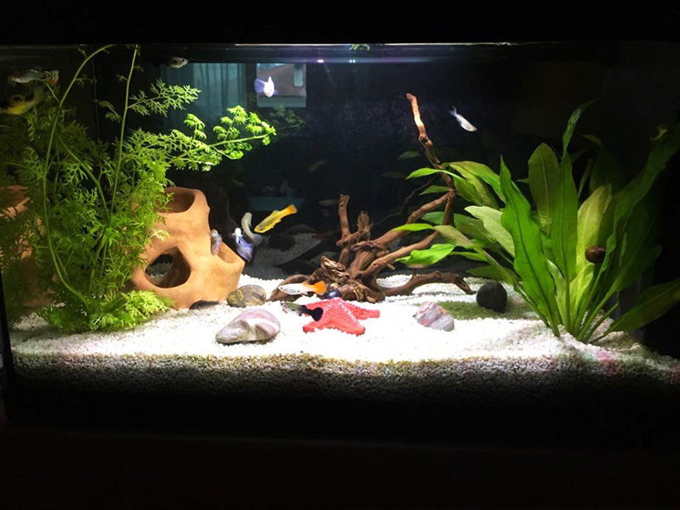 Realizzazione Acquari | Atlantide Pet Shop