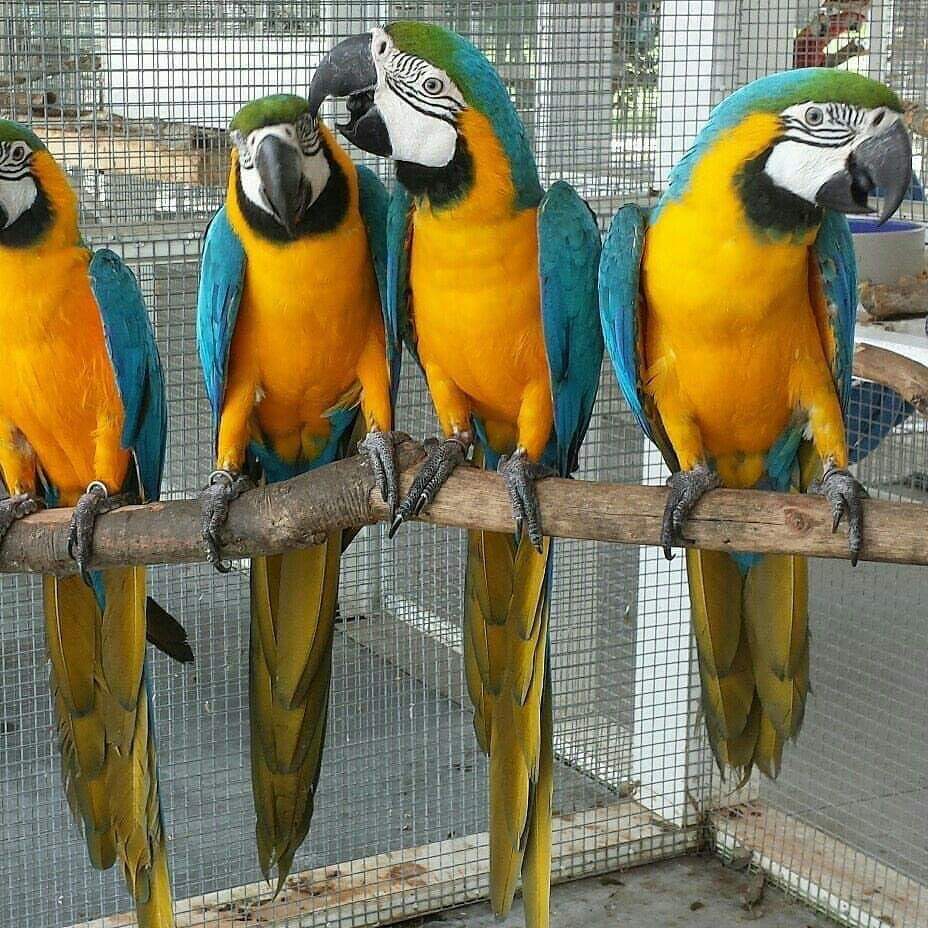 JUAL BURUNG MACAW BLUE AND GOLD