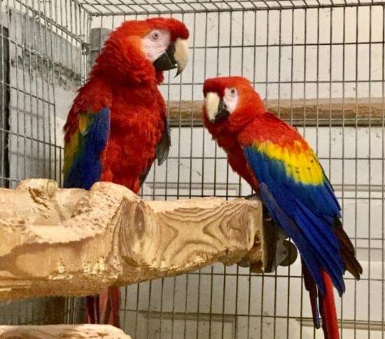 Jual Burung Macaw Scarlet