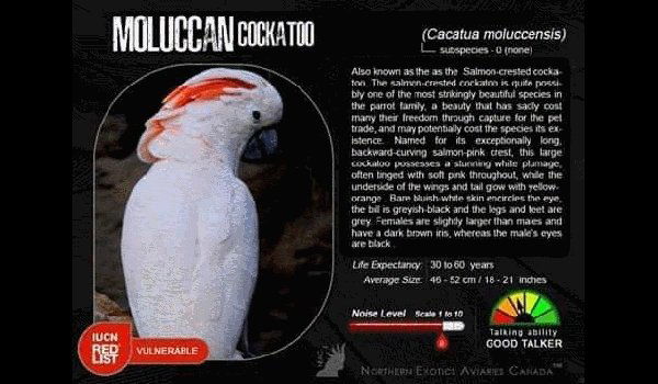 Harga Murah..!! BURUNG KAKATUA MOLLUCAN/JAMBUL ORANGE