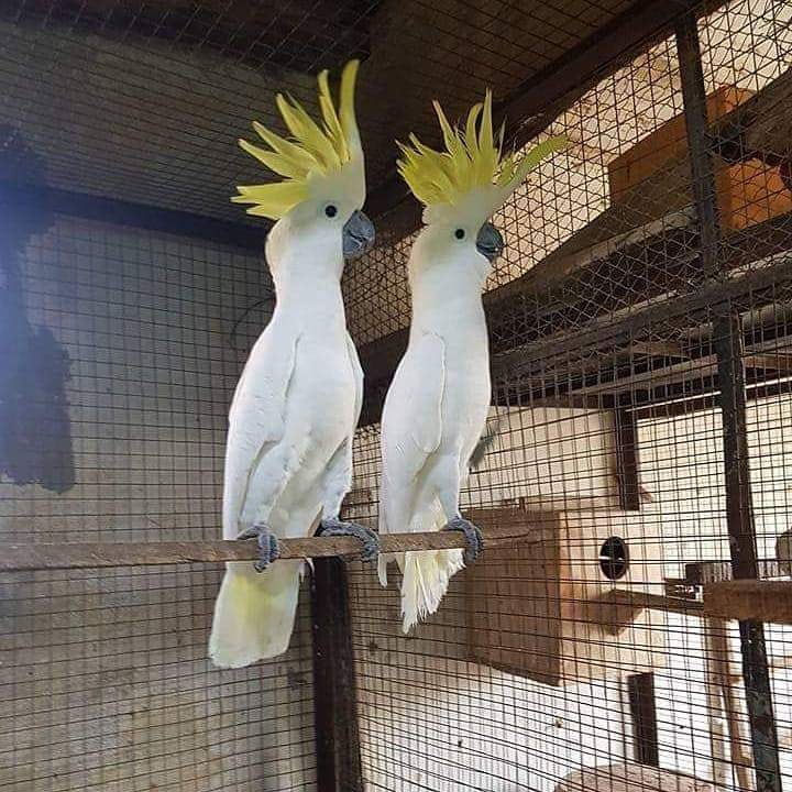 Burung Kakatua Jambul Kuning Sepasang Dewasa