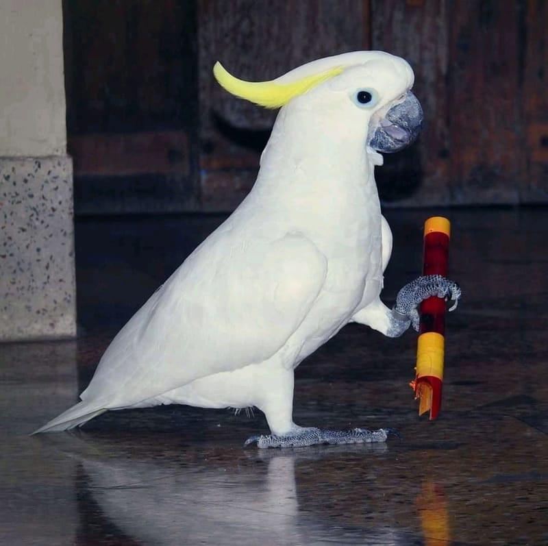 Burung Kakatua Jambul Kuning Dewasa Jinak dan Pintar Bicara