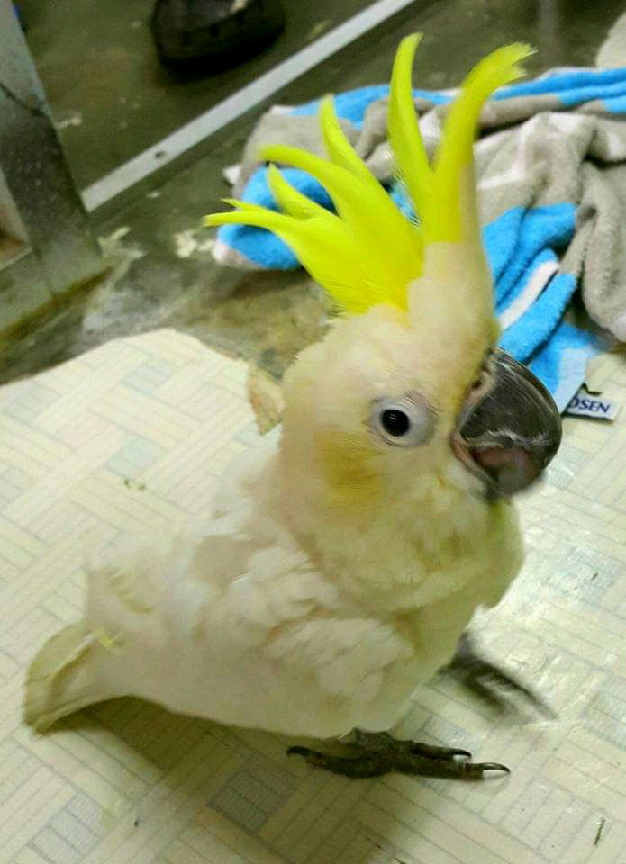 Burung Kakatua Jambul Kuning Umur 5-6 Bulan 1 Ekor