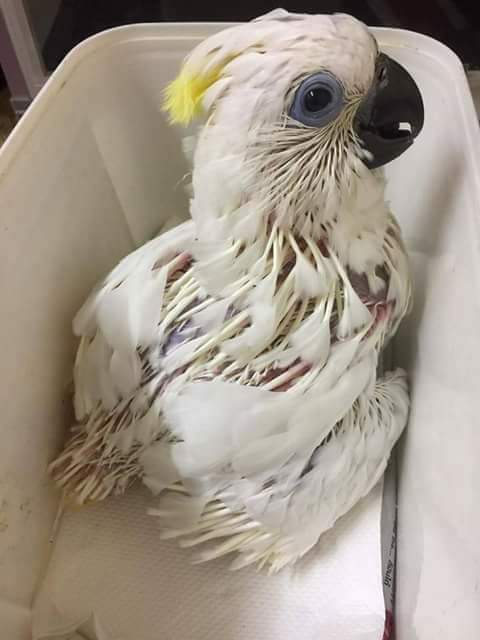 Burung Kakatua Jambul Kuning Umur 3-5 Bulan / 1 Ekor