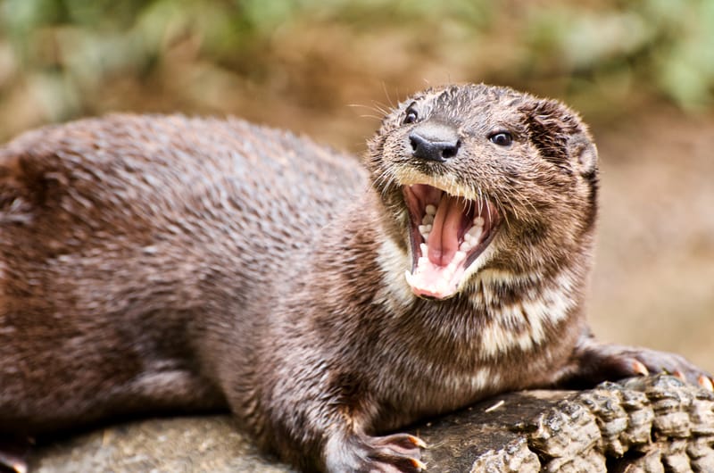 stop the otter cafes