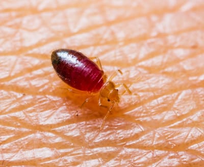 Some of the Best and Effective Ways on Bed Bug Removal