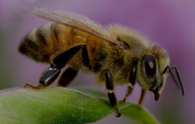 How can I Keep Bees out of My House?
