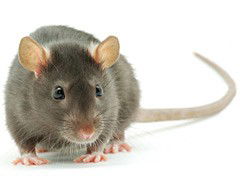 Simple Tips to Control Mice and Rats