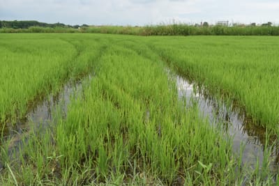 On the track of PG106 with  David Roberts