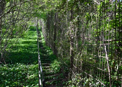 Back on the Northern Front " Devils, angels and heroes on the Swiss  border- by David Roberts