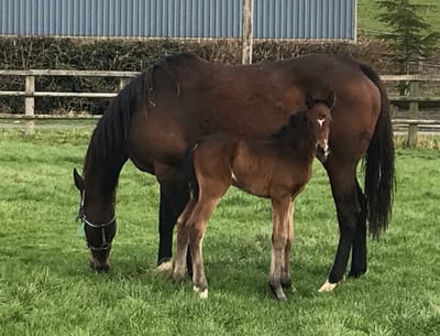 Mares &amp; Foals image