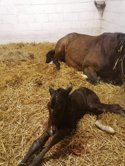 Mares &amp; Foals image