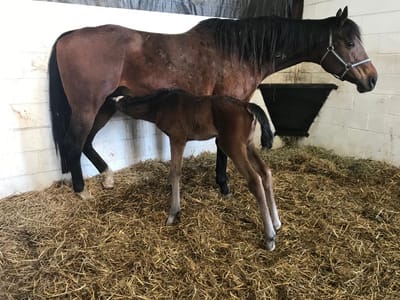 Mares &amp; Foals image