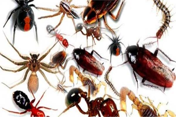 خدمات مجموعة مزايا لرش المبيدات  بالرياض