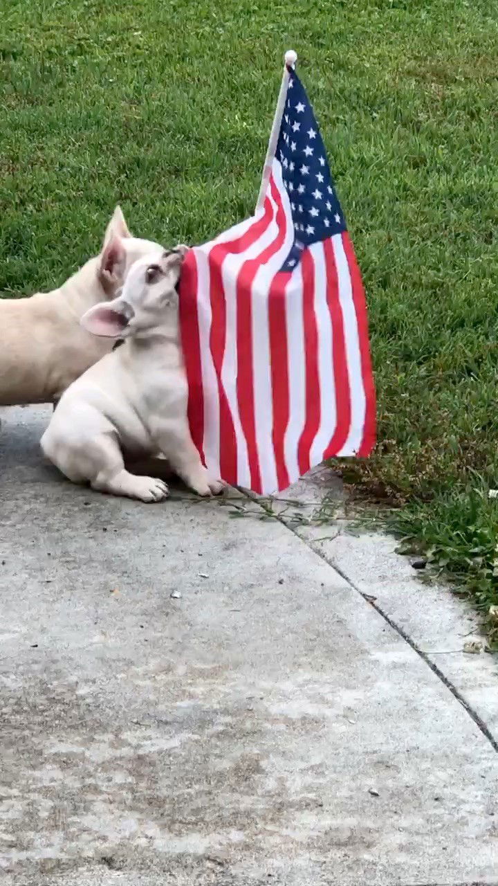 Patriotic Frenchies