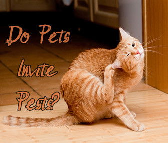 Household Pets Can Also Invite Household Pests