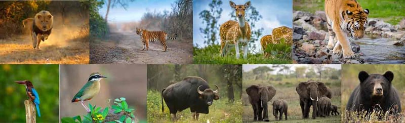 Wildlife Travel Tips