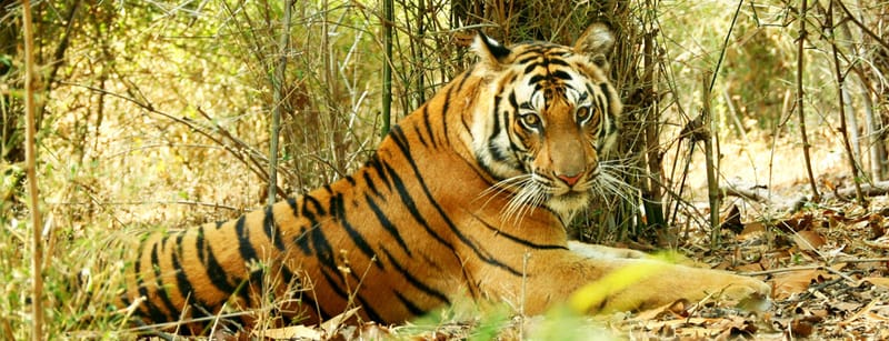 Bandhavgarh National Park, Madhya Pradesh