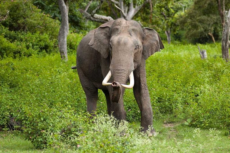Bandipur National Park, Karnataka