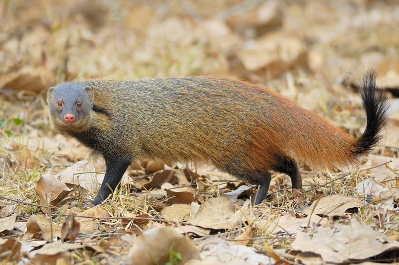 Dudhwa National Park, Uttar Pradesh