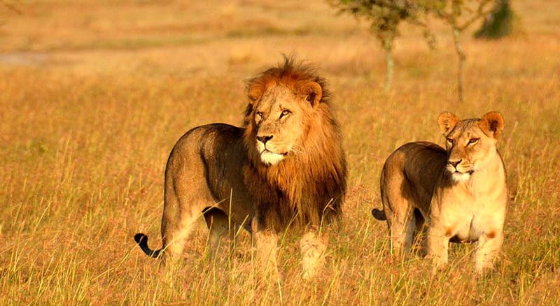 Gir National Park, Gujarat