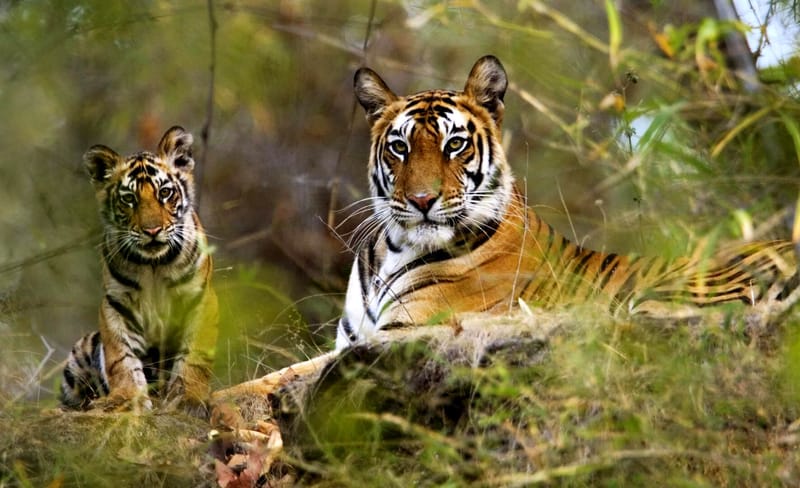 Kanha National Park, Madhya Pradesh