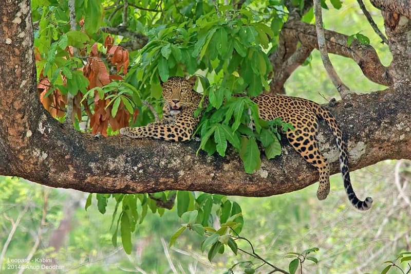 Kaziranga National Park, Assam