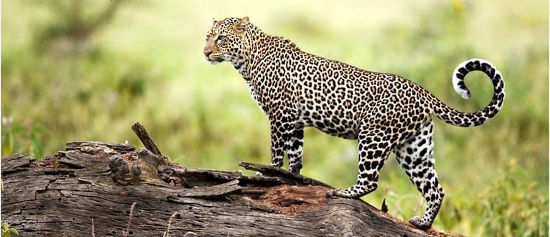 Rajaji National Park, Uttarakhand
