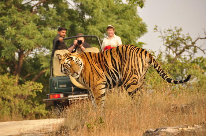 Ranthambore National Park, Rajasthan