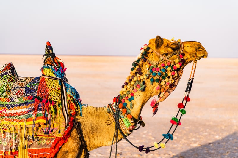 Enjoy Remarkable Experience in the Desert Through Rajasthan Camel Safari Tour | Pushkar Camel fair 2019