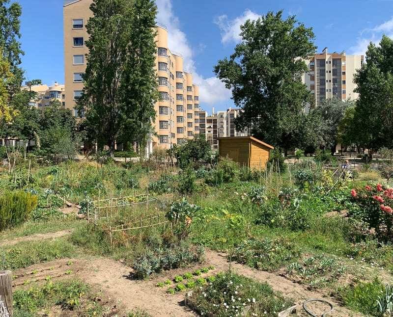 Hortas urbanas de Telheiras