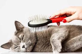 Cat Grooming - Clipping Only