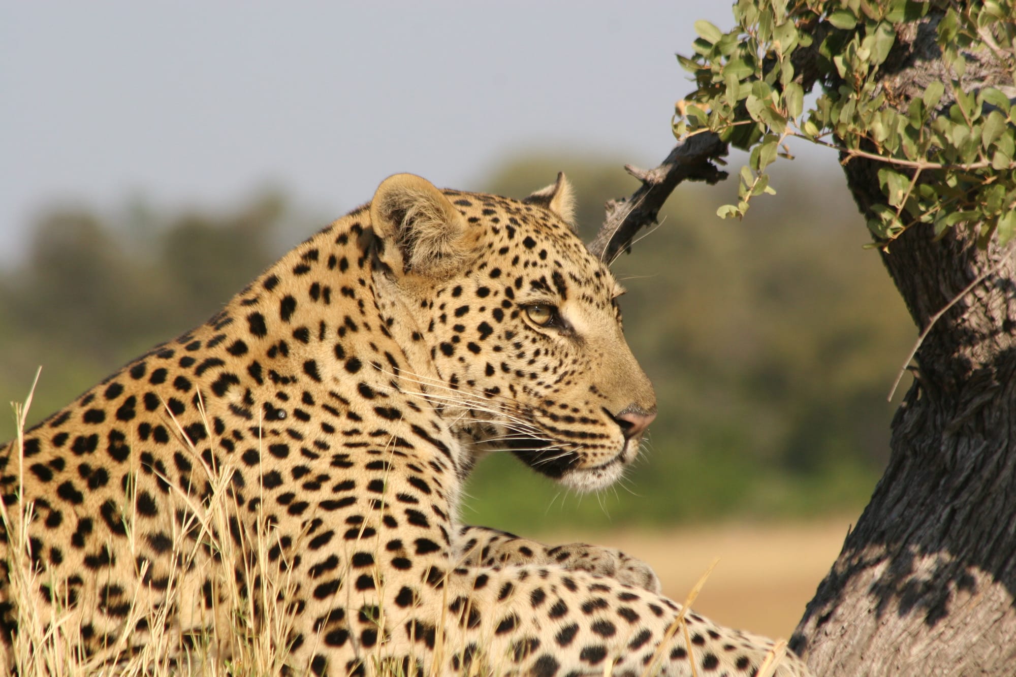 AFRICAN LEOPARD