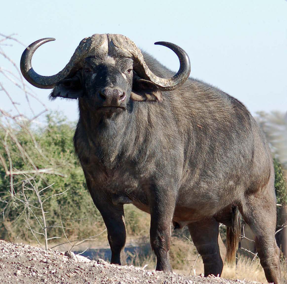 CAPE BUFFALO