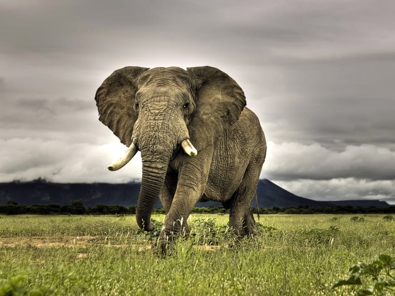 AFRICAN ELEPHANT