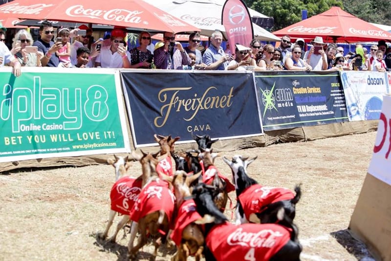 GOAT RACE